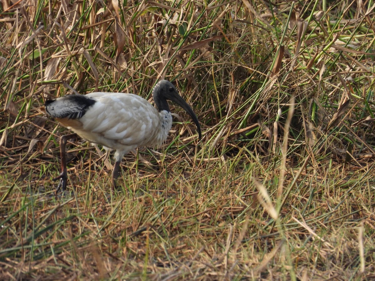 Ibis à cou noir - ML586897171