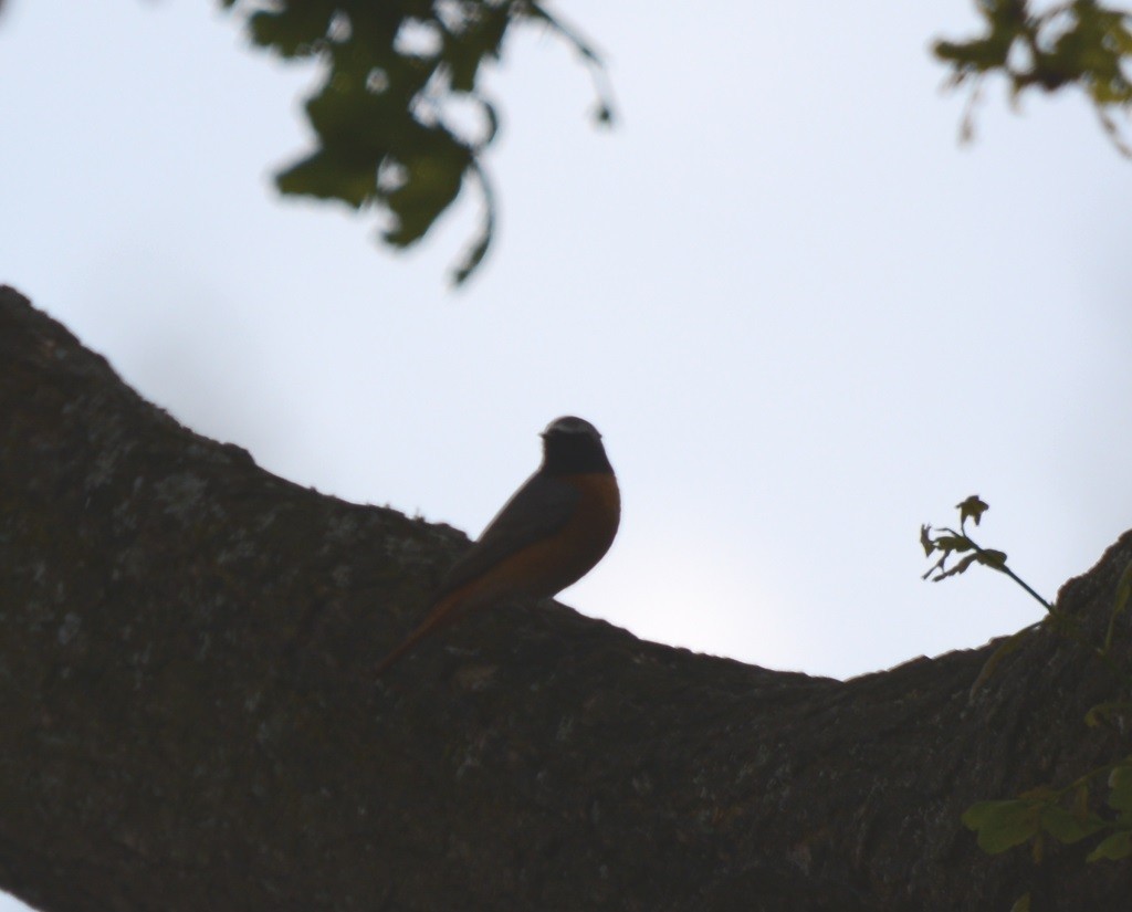 Common Redstart - ML58689731