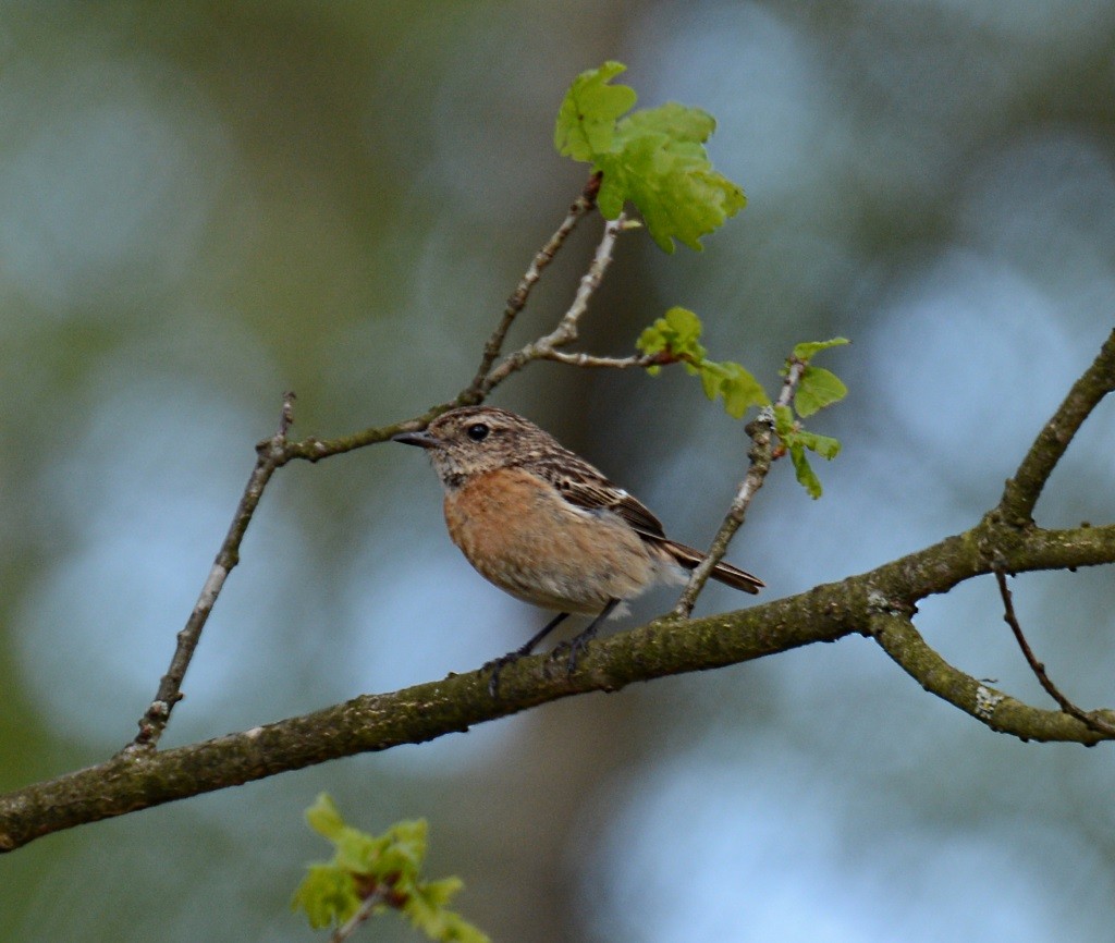 European Stonechat - ML58689741