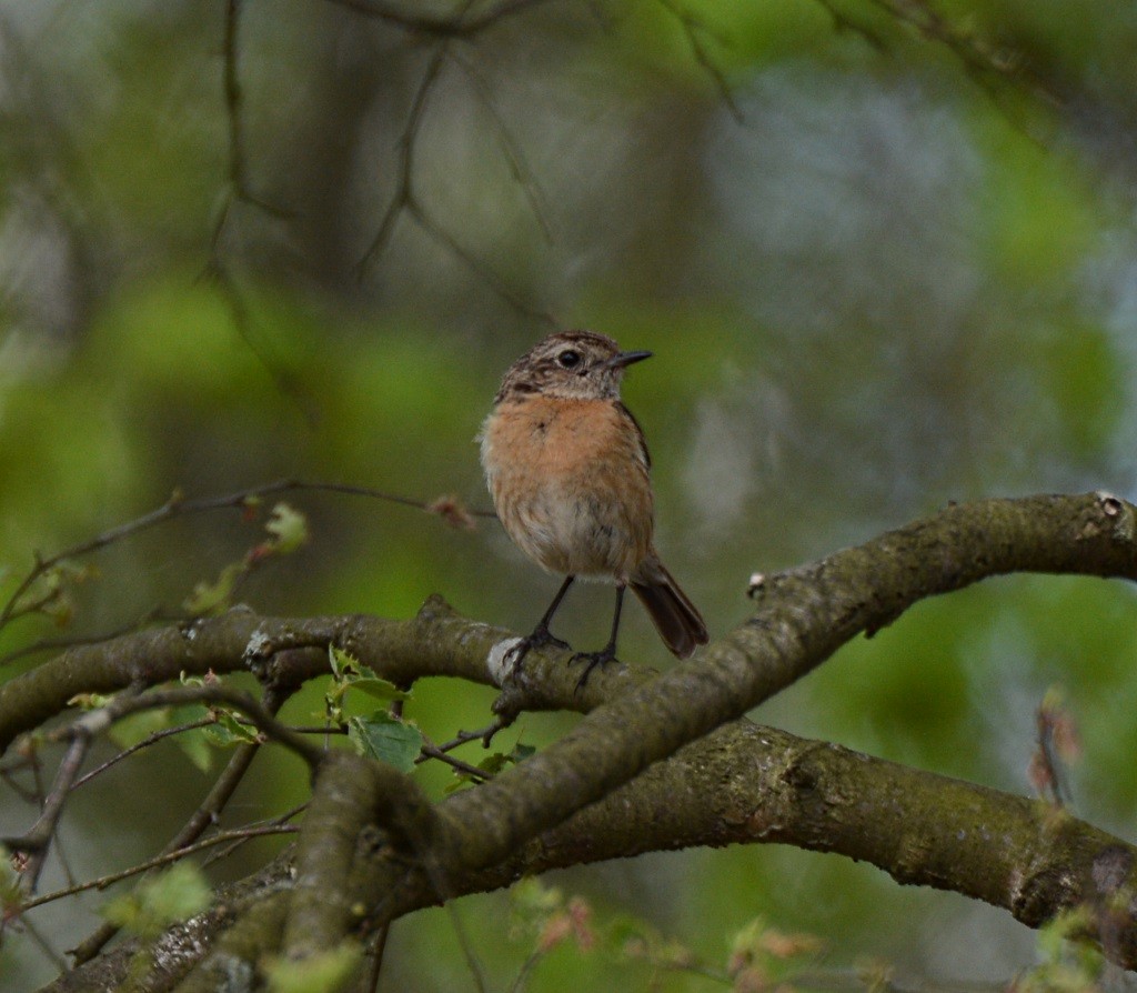 European Stonechat - ML58689761