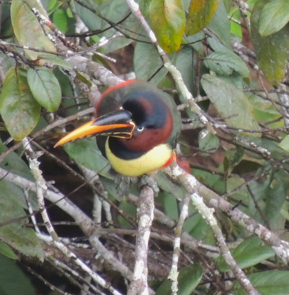 Chestnut-eared Aracari - ML586898601