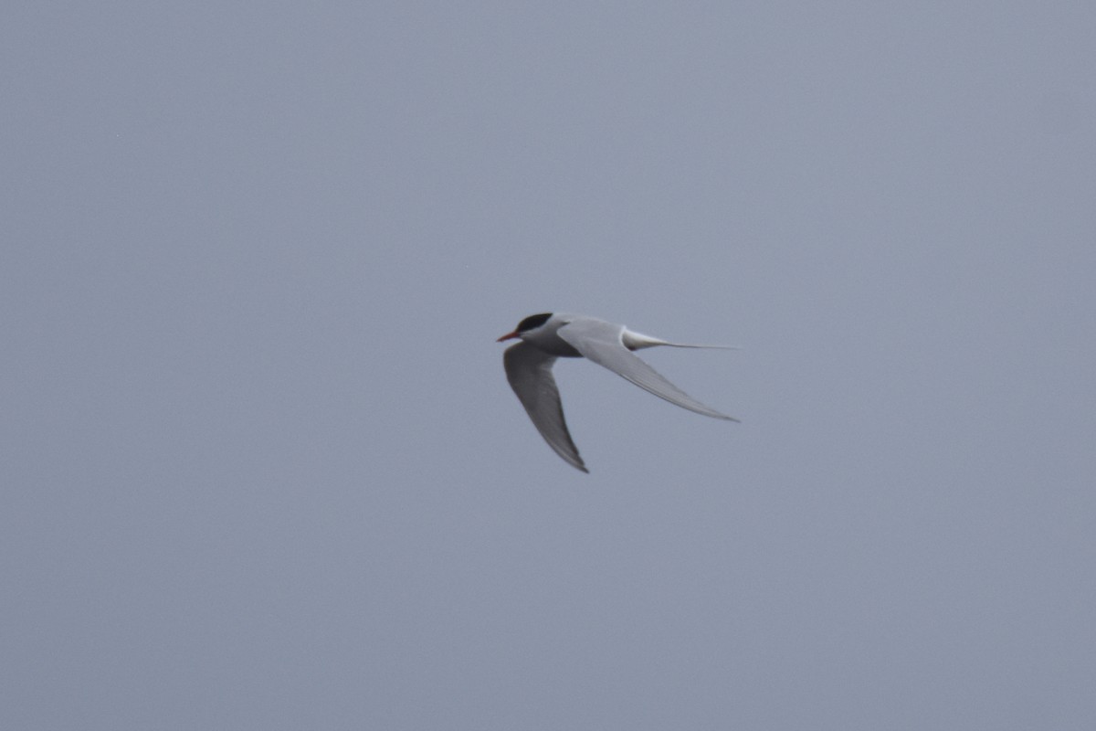 Arctic Tern - Luke Berg