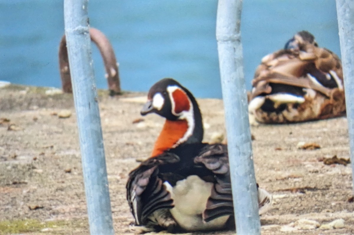Red-breasted Goose - ML586900351