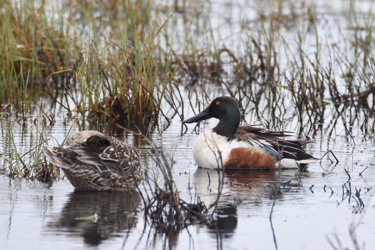 Northern Shoveler - ML586901381