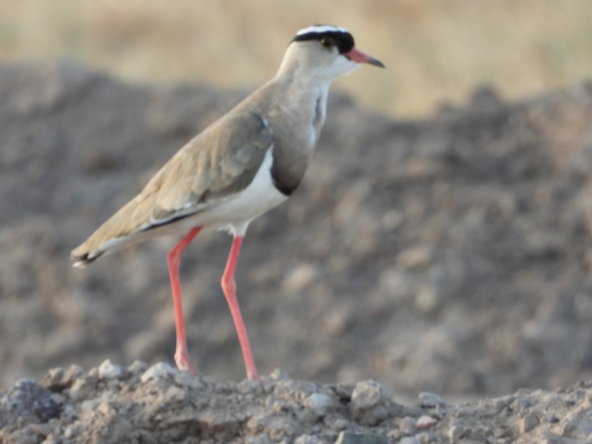 Crowned Lapwing - ML586902701