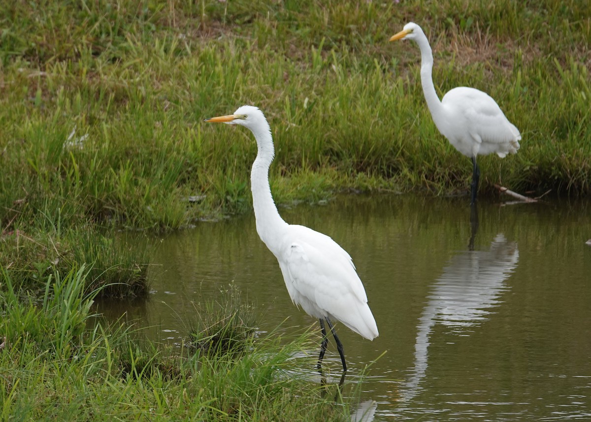 Great Egret - ML586904181