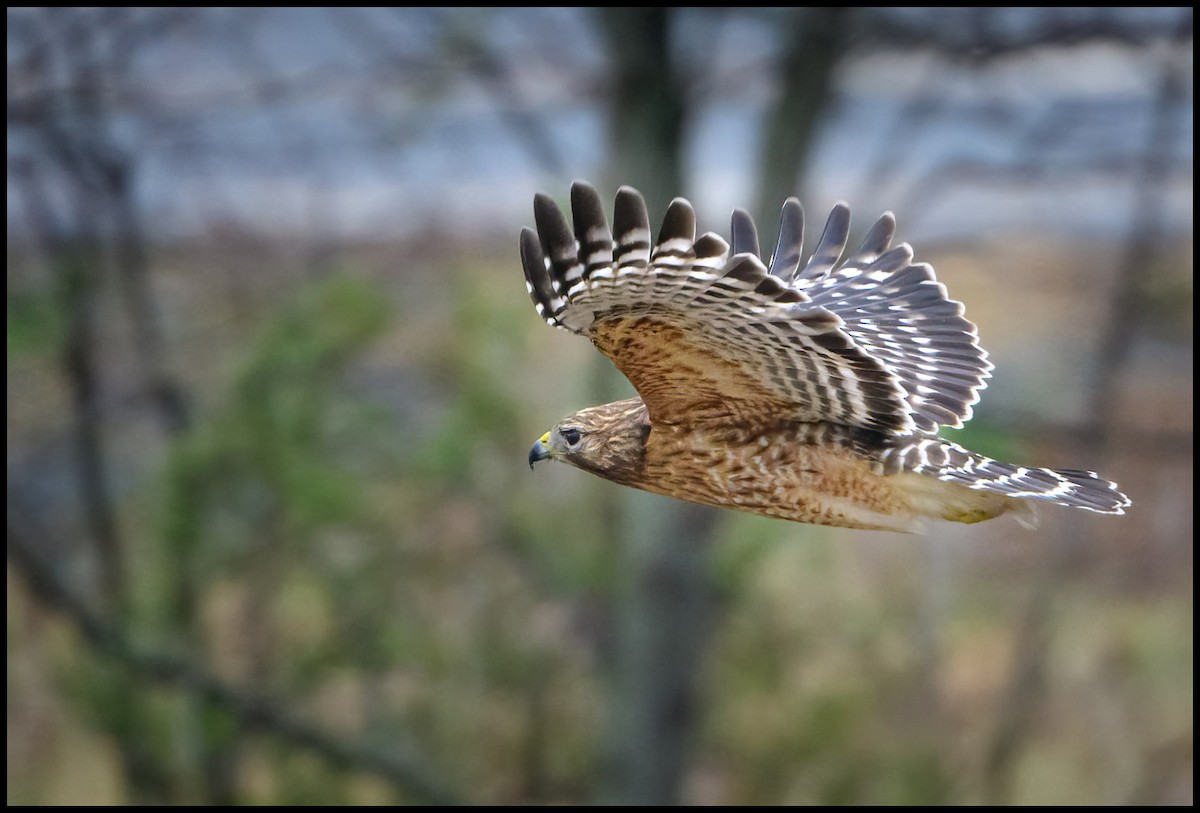 Red-shouldered Hawk - Jim Emery