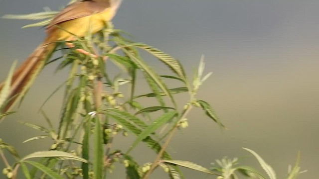 Yellow-bellied Prinia - ML586905411