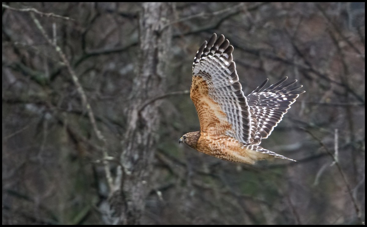 Red-shouldered Hawk - Jim Emery