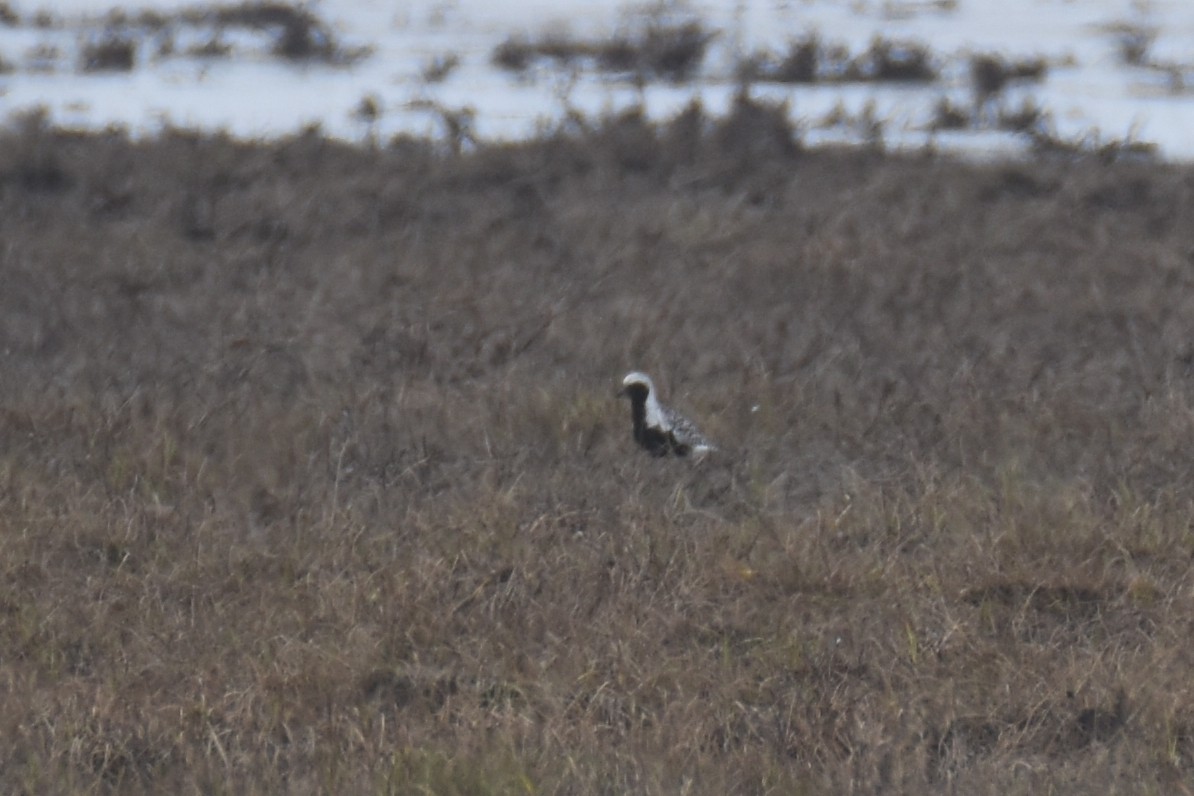 Black-bellied Plover - ML586906051