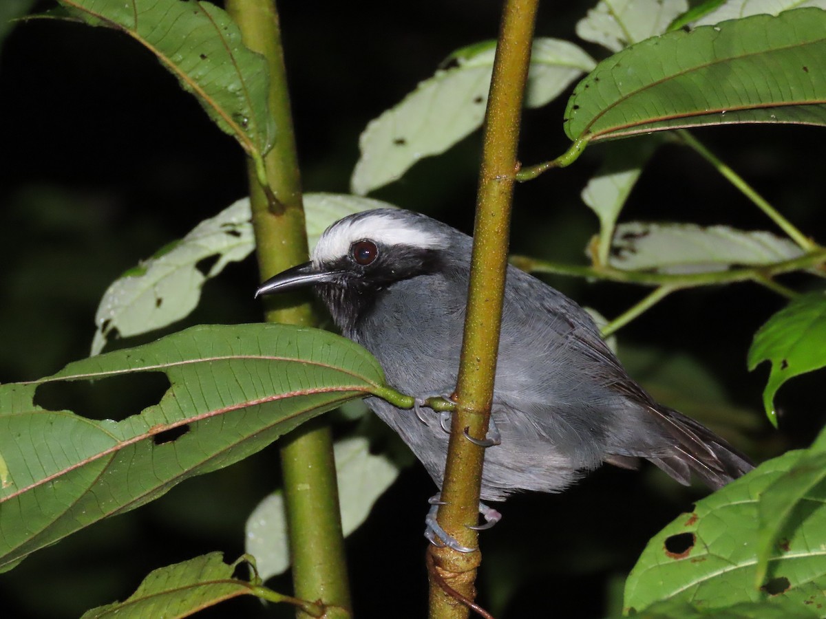 White-browed Antbird - Mickael Baumann