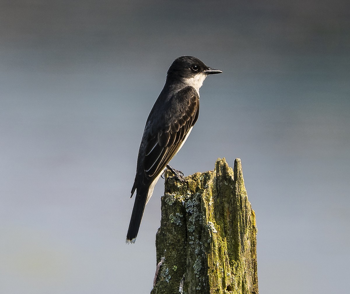 Eastern Kingbird - ML586906241