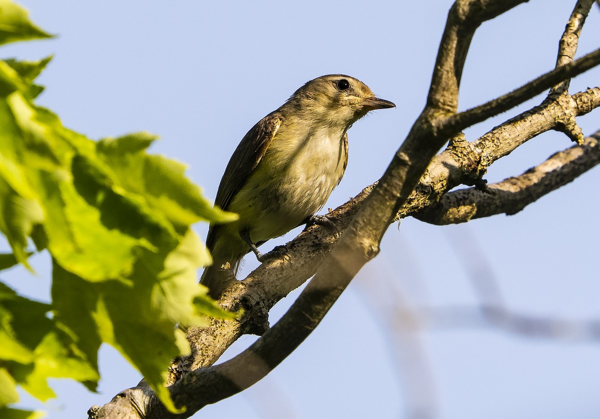 Warbling Vireo - Joe Carey