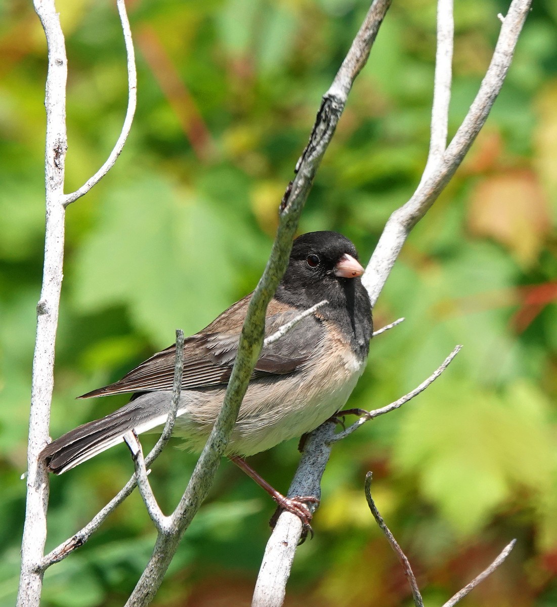 Dark-eyed Junco - ML586906581