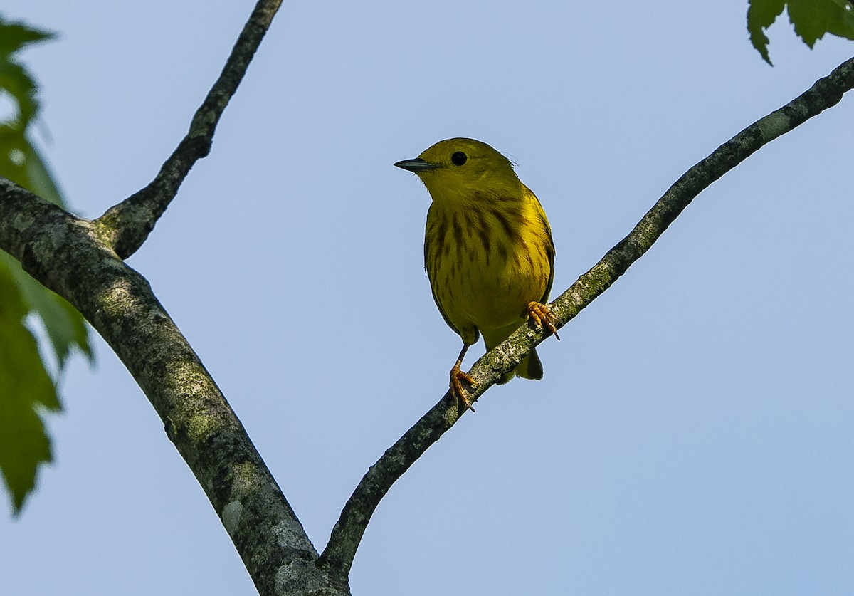 Yellow Warbler - Joe Carey