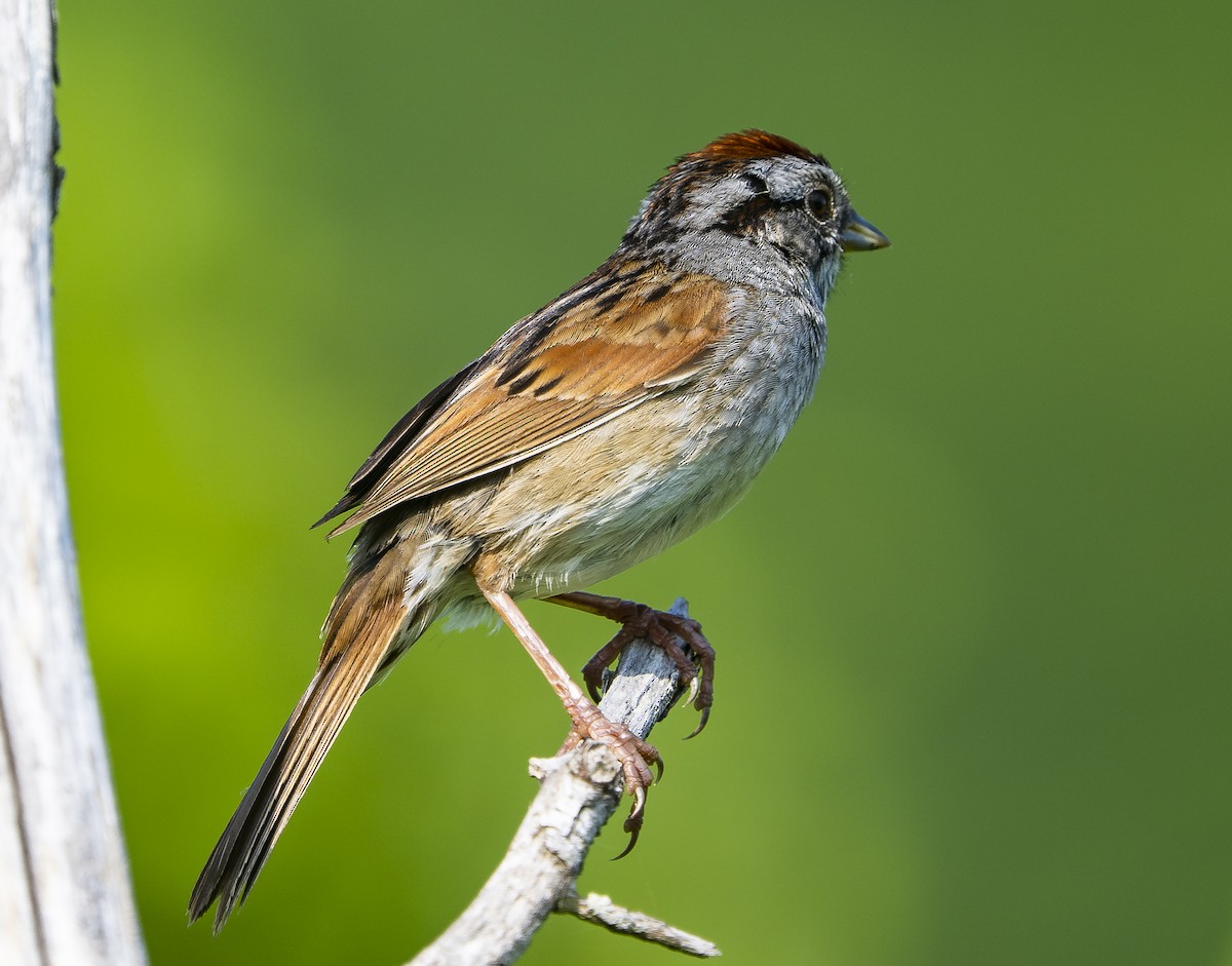 Swamp Sparrow - Joe Carey