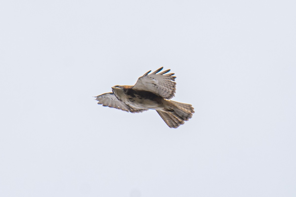 White-throated Hawk - ML586908171