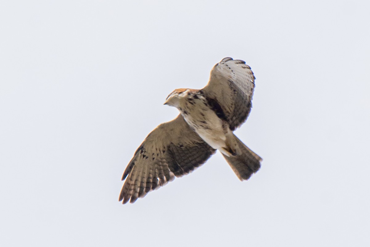 White-throated Hawk - ML586908181