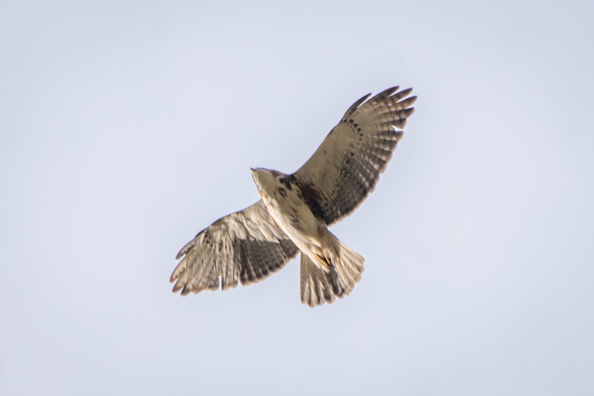 White-throated Hawk - ML586908191