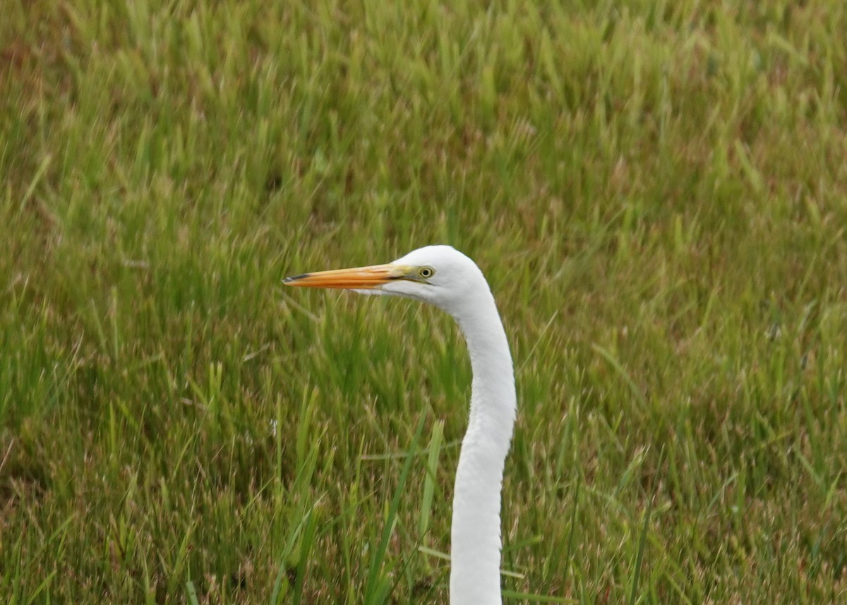 Great Egret - ML586908651