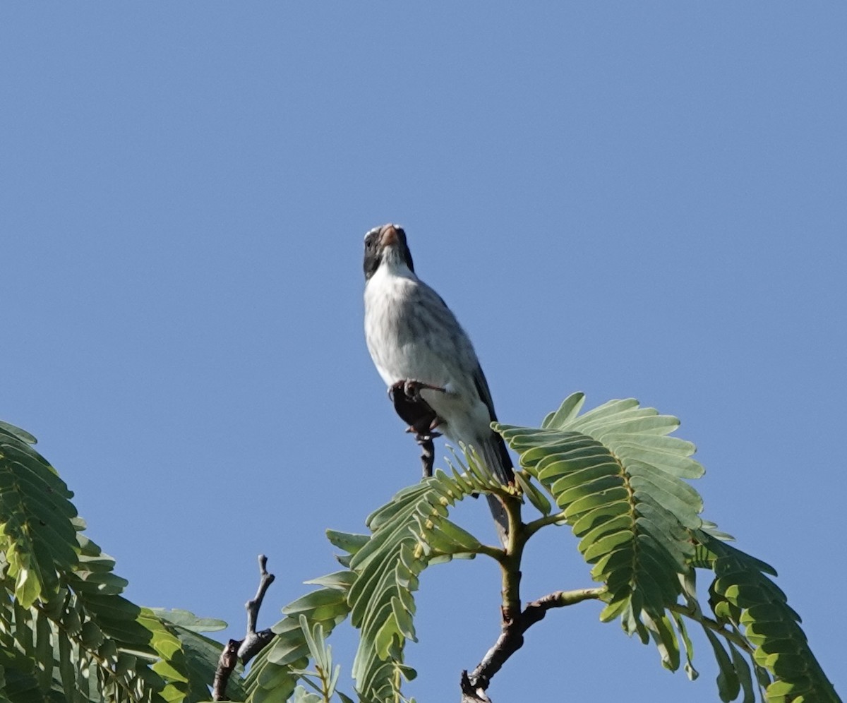 Black-eared Seedeater - Howard Laidlaw