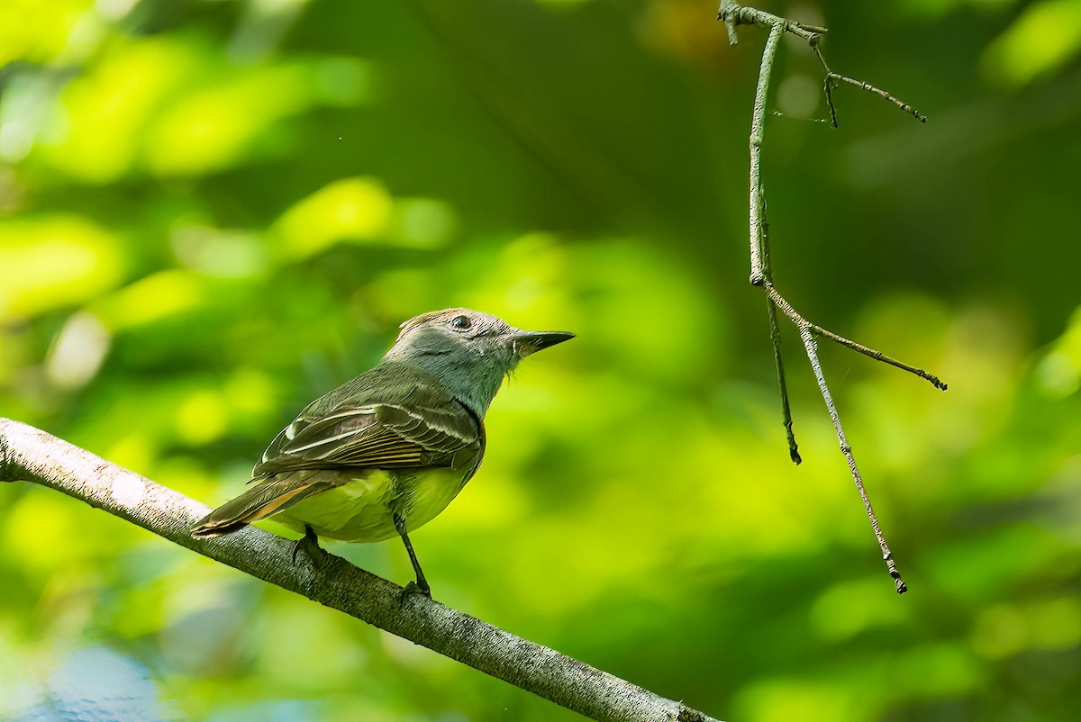 Great Crested Flycatcher - ML586910141