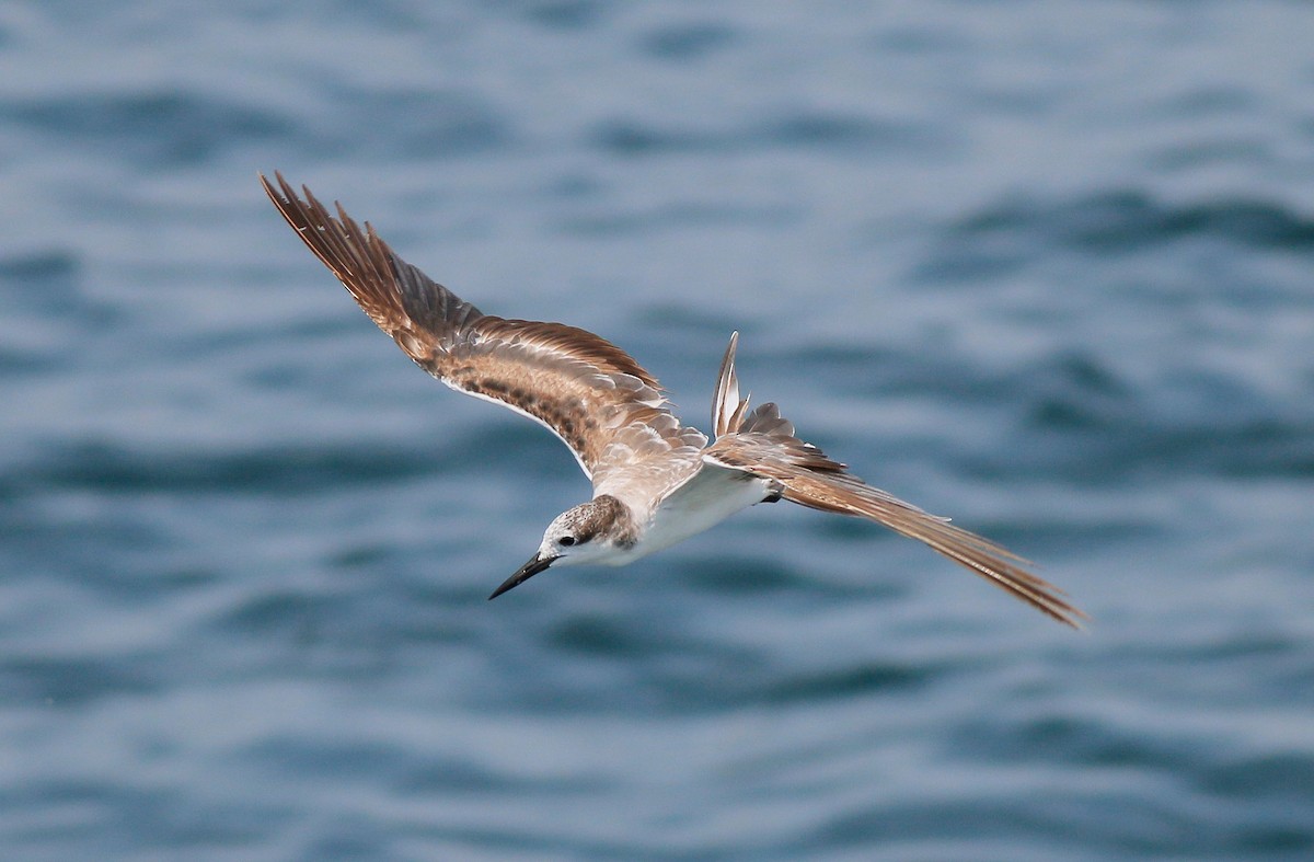 Bridled Tern - Neoh Hor Kee