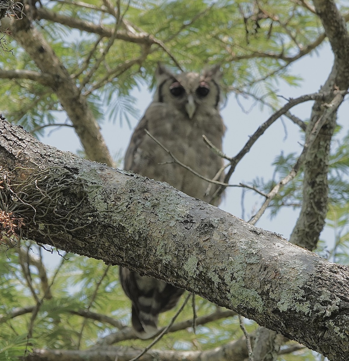 Verreaux's Eagle-Owl - ML586912061