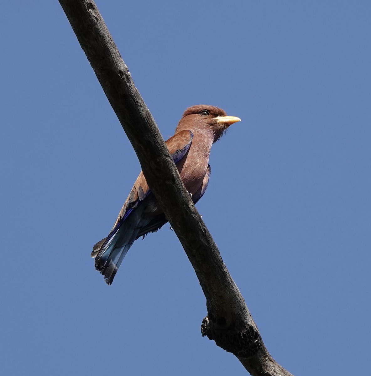 Broad-billed Roller (African) - ML586913331