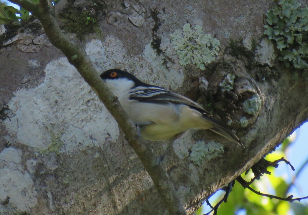 Black-backed Puffback - ML58691421