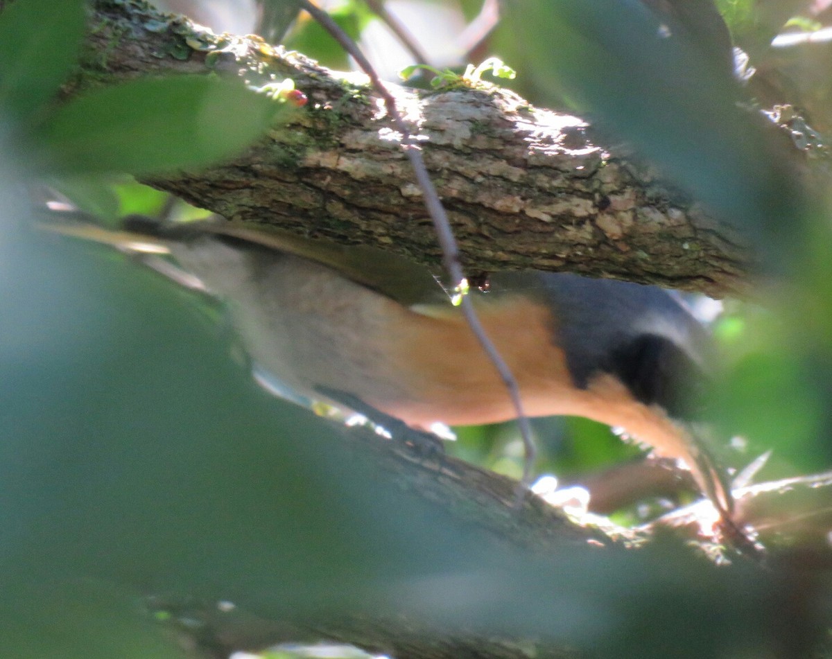 Olive Bushshrike - ML58691431