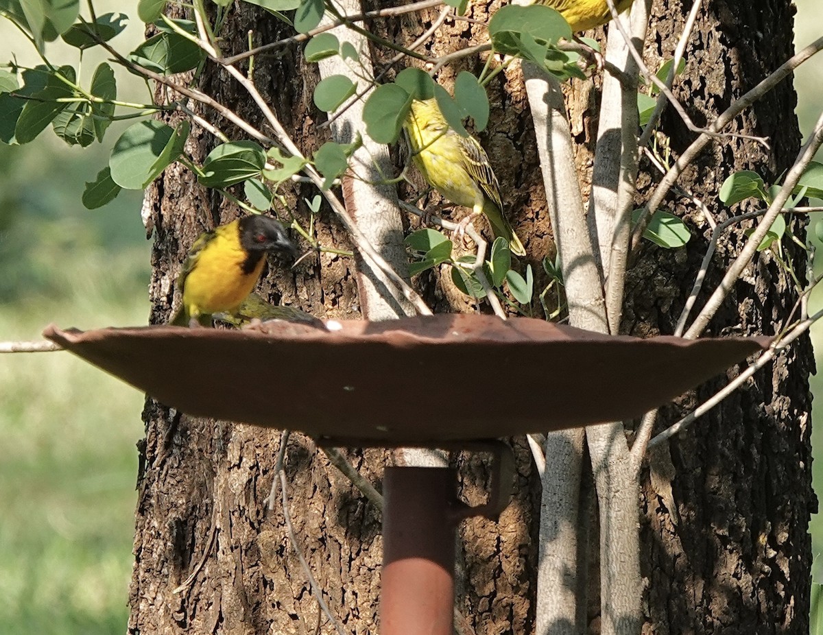 Village Weaver (Layard's) - Howard Laidlaw