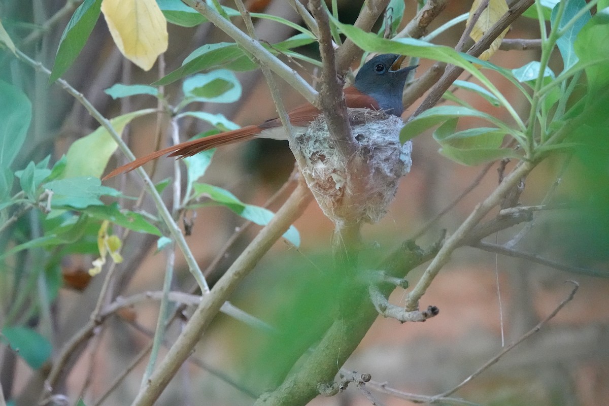 African Paradise-Flycatcher - Howard Laidlaw