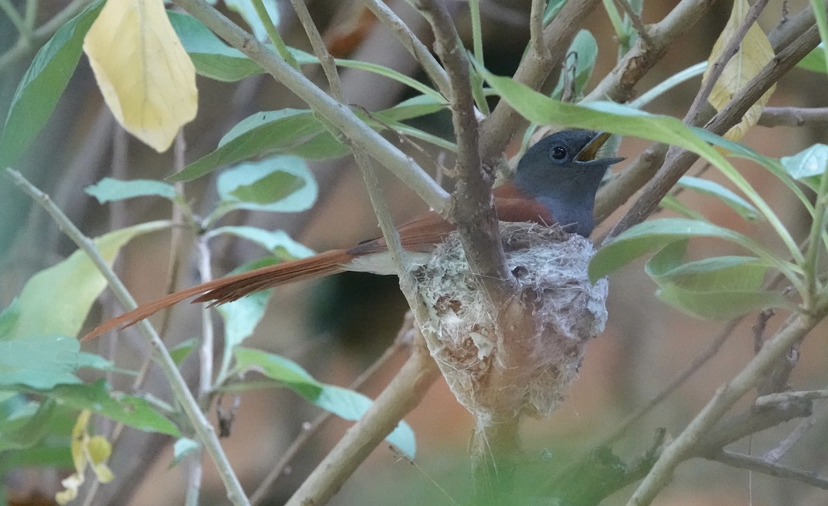 African Paradise-Flycatcher - Howard Laidlaw