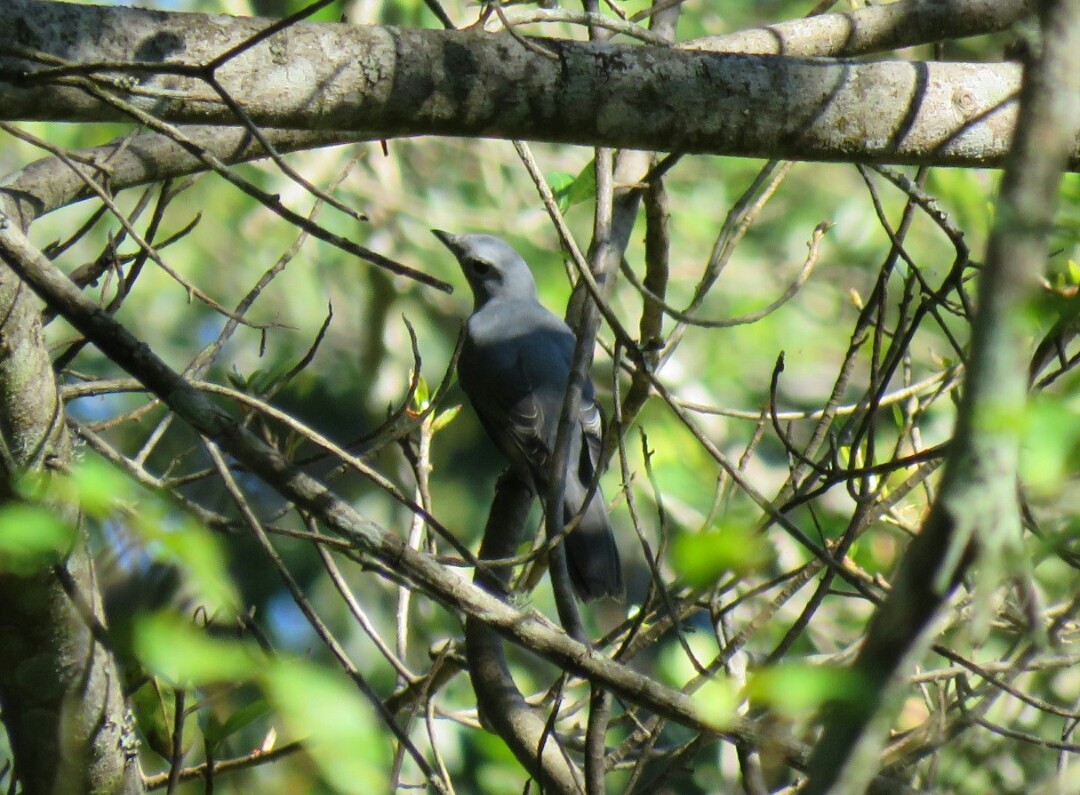 Gray Cuckooshrike - ML58691451