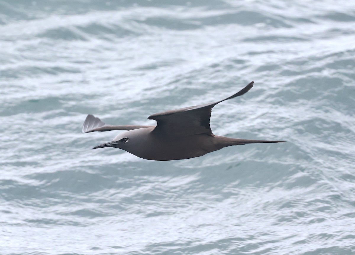 Brown Noddy - Mandy Talpas -Hawaii Bird Tours