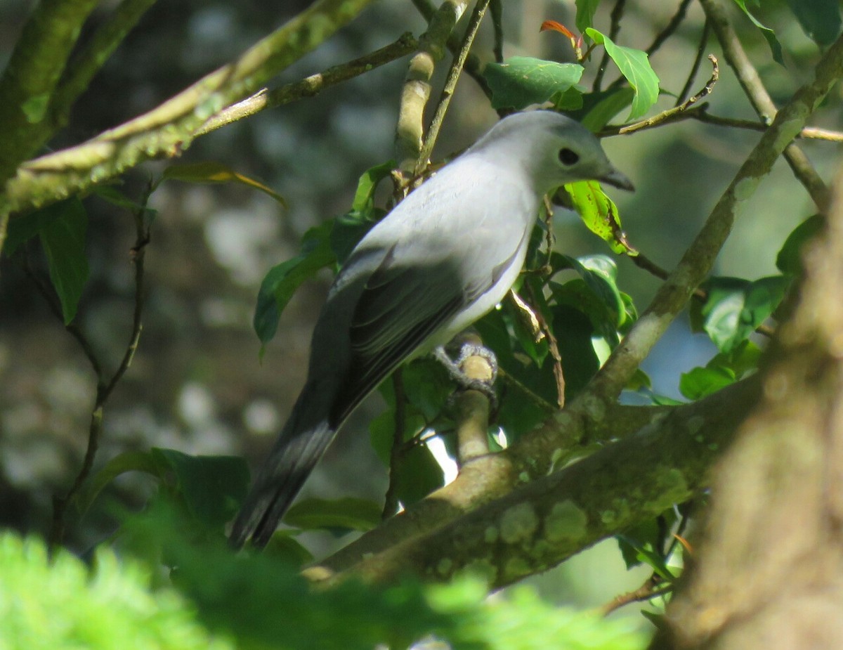 Gray Cuckooshrike - ML58691461