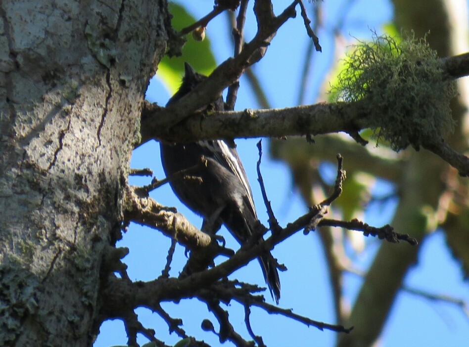 Southern Black-Tit - ML58691471