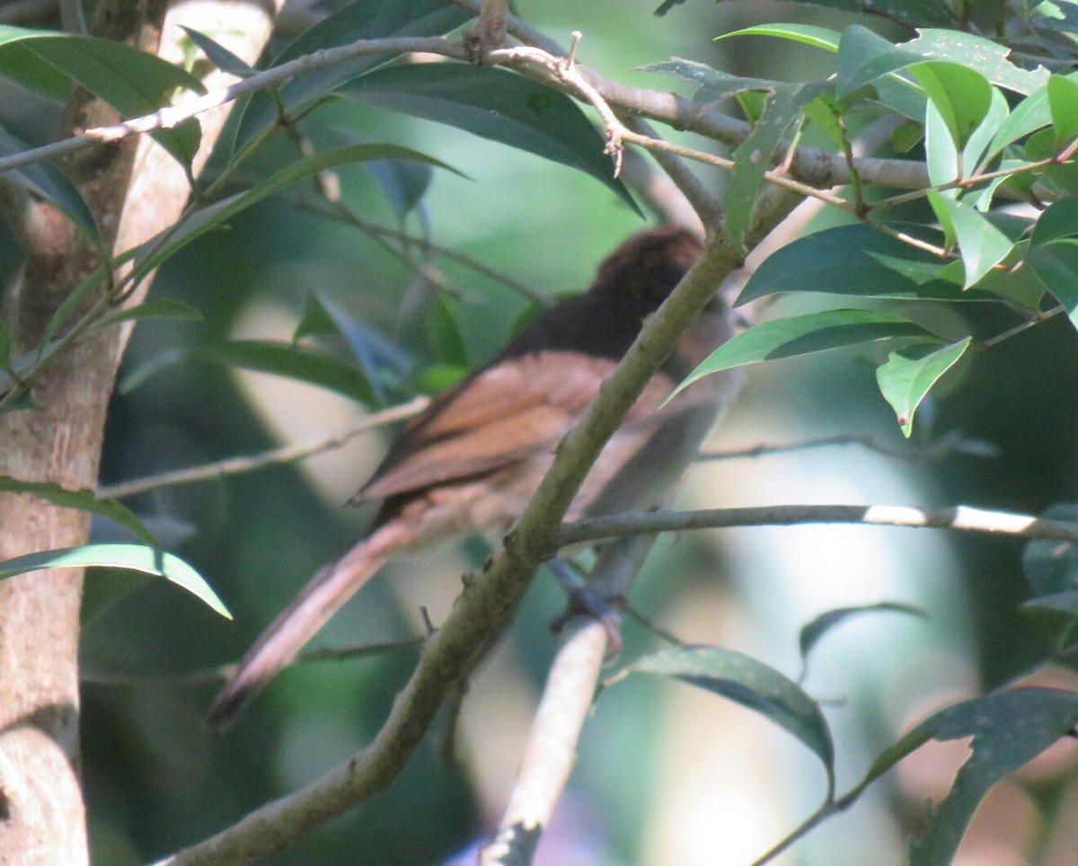 Terrestrial Brownbul - ML58691491