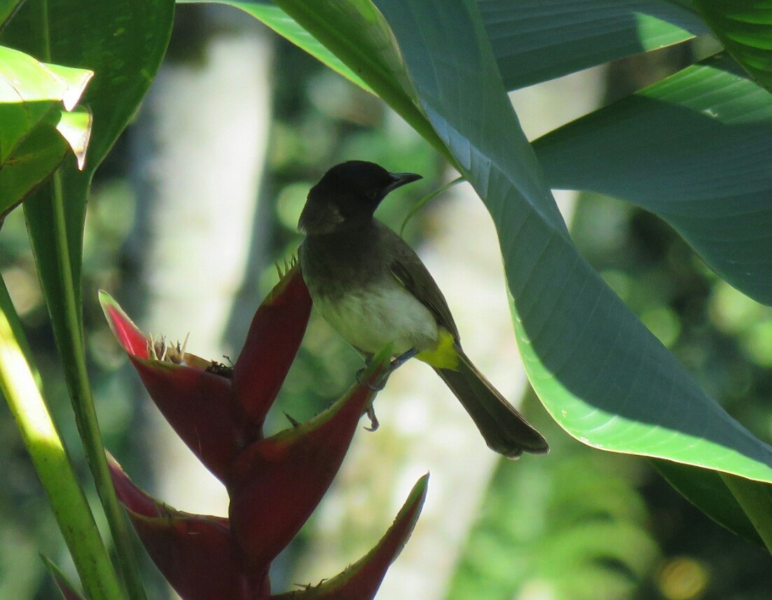 Bulbul des jardins (groupe tricolor) - ML58691521