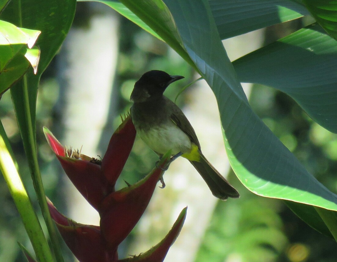 Common Bulbul (Dark-capped) - ML58691521