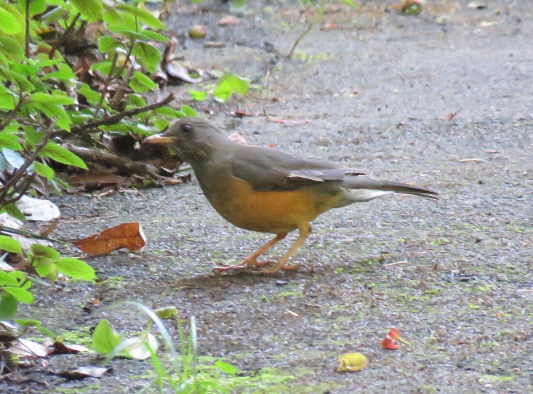 Olive Thrush - ML58691531