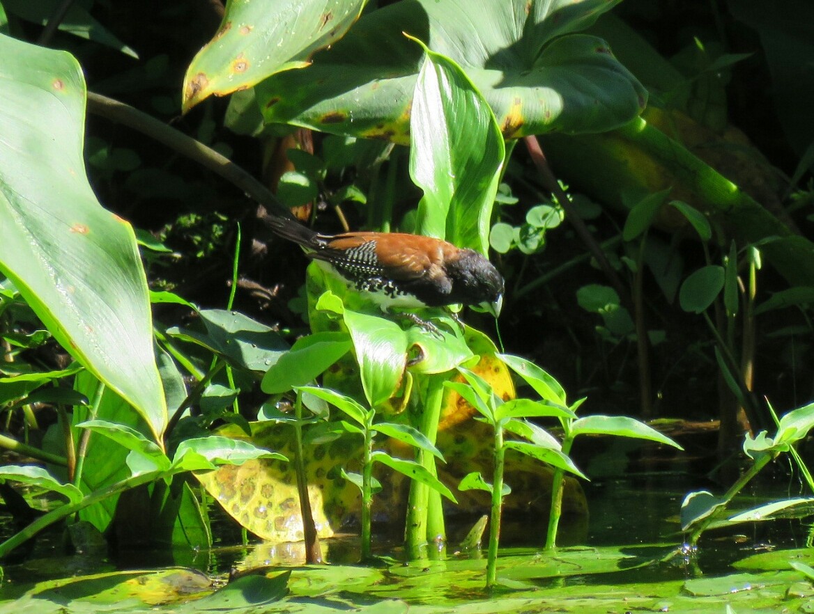 Capucin bicolore (nigriceps/woltersi) - ML58691541