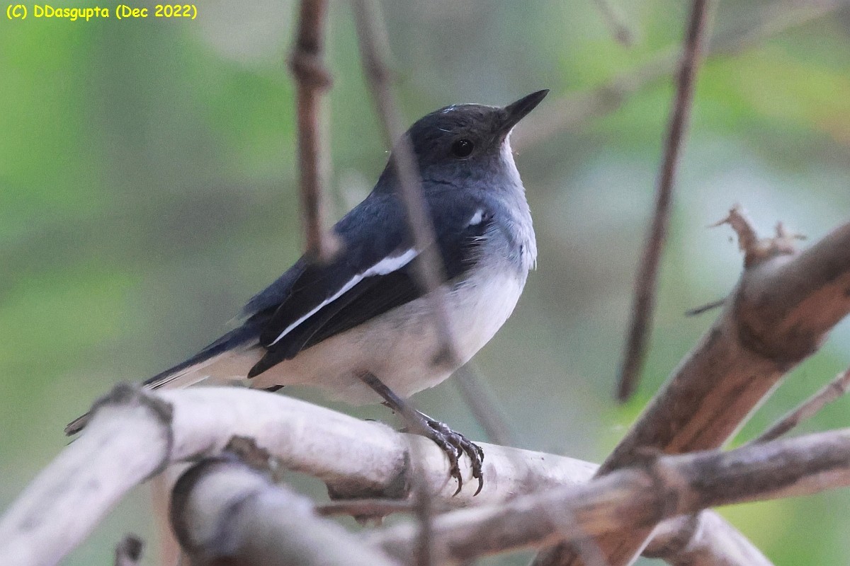 Oriental Magpie-Robin - D Dasgupta