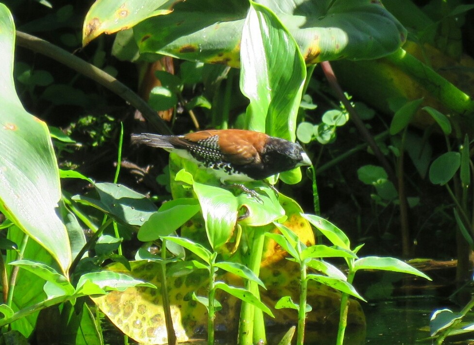 Capucin bicolore (nigriceps/woltersi) - ML58691561