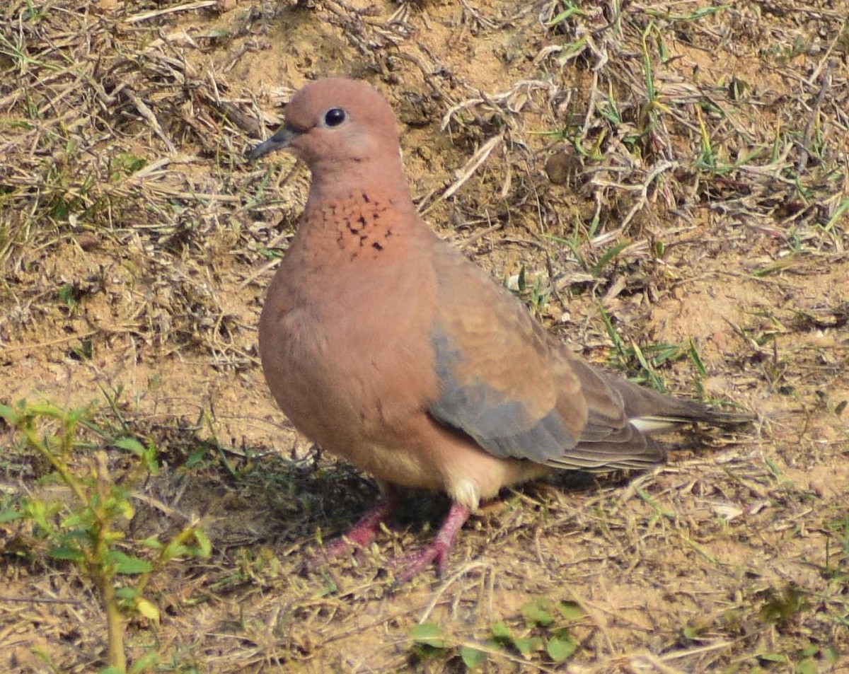 Laughing Dove - ML586915661