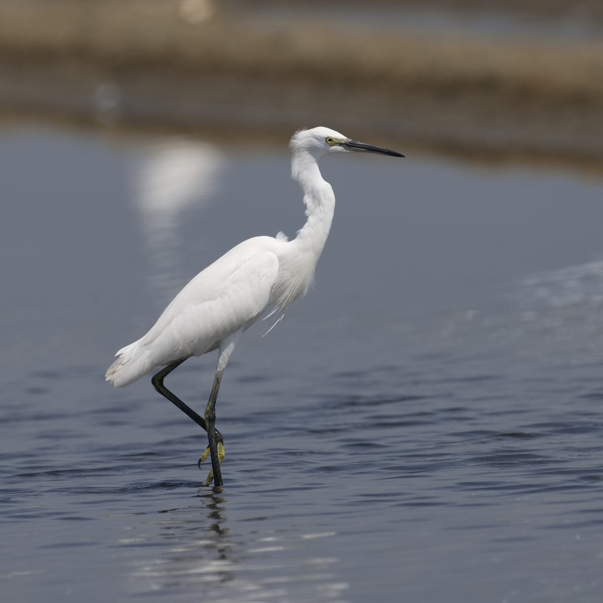 Little Egret - ML586915681