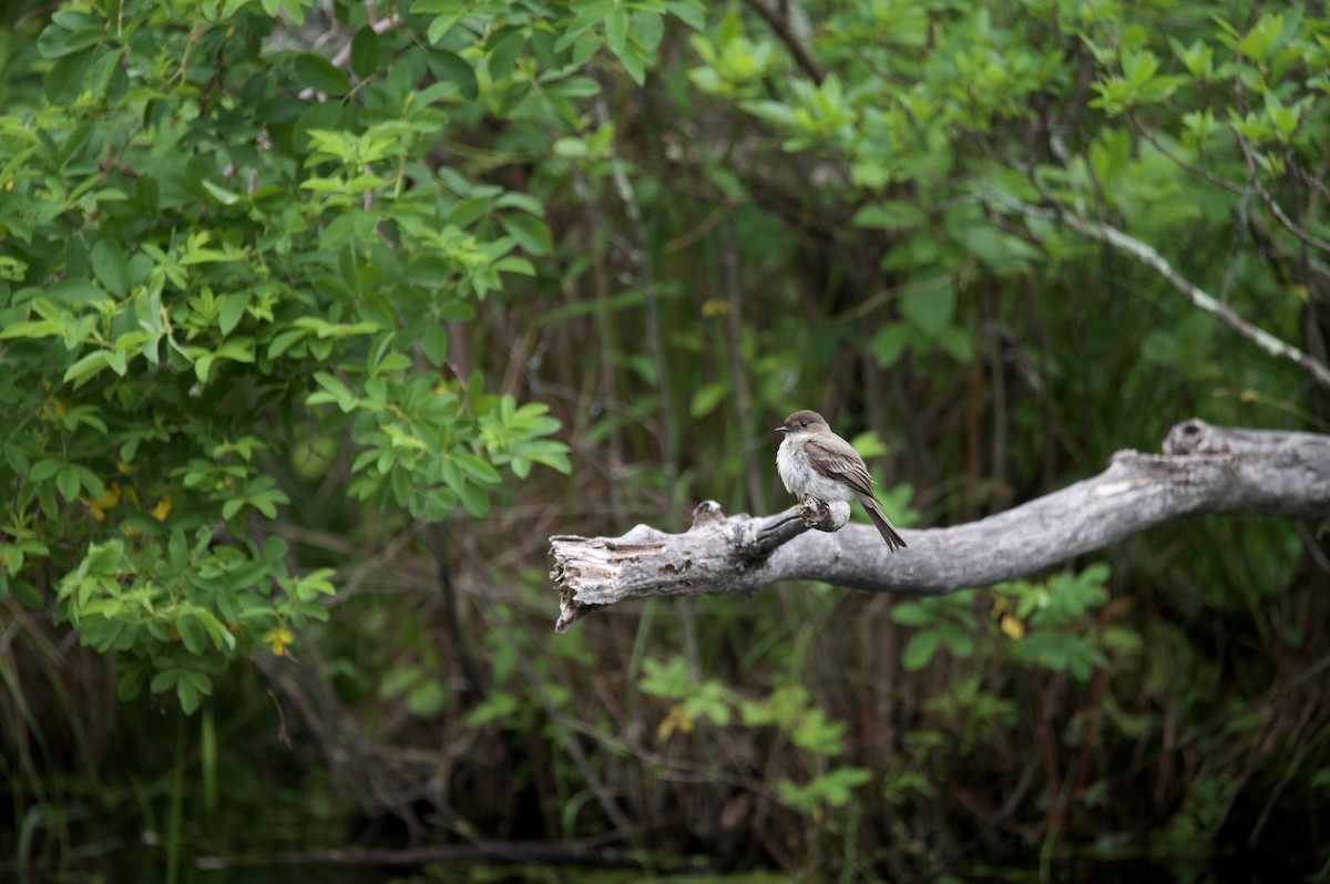 Eastern Phoebe - ML586916141