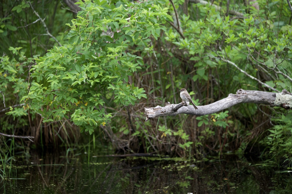 Eastern Phoebe - ML586916151
