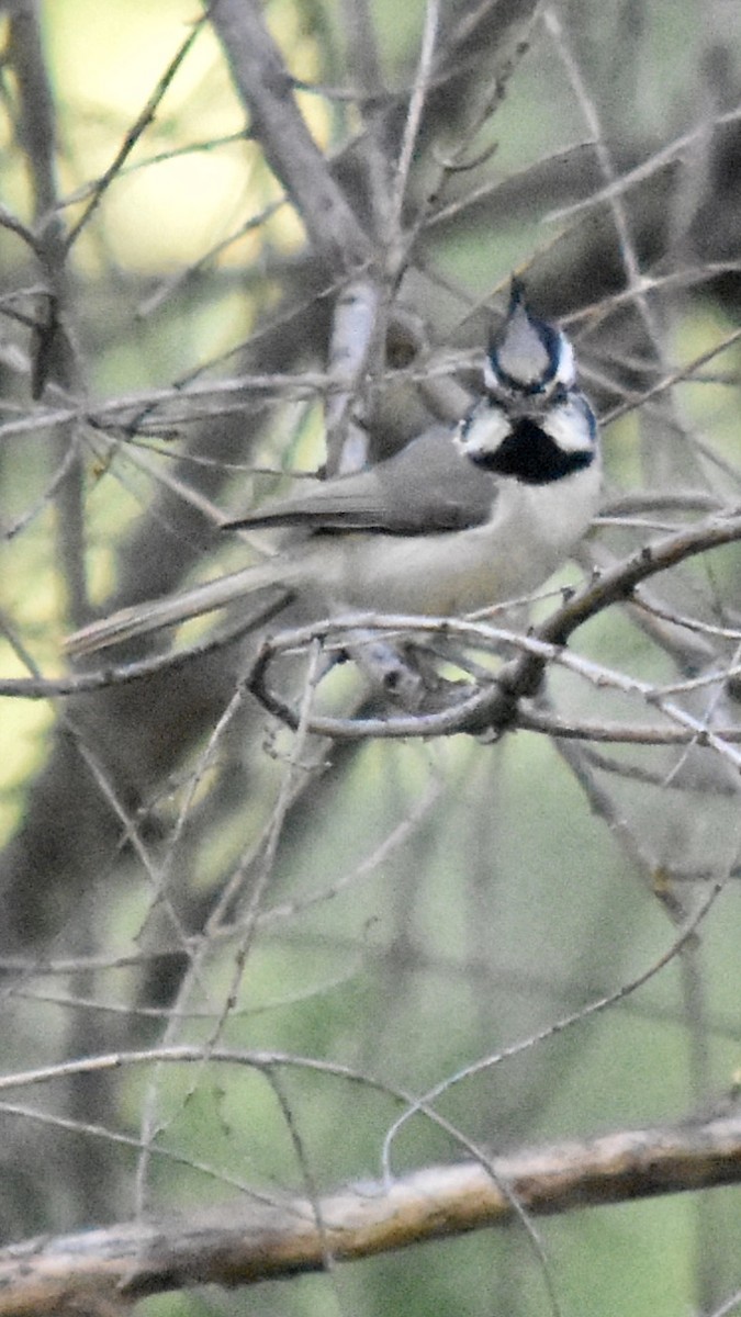 Bridled Titmouse - ML586917901